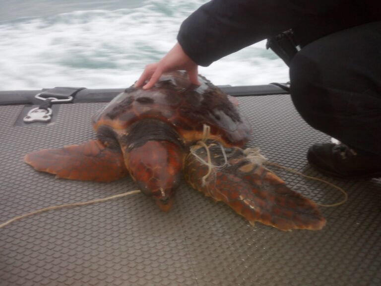 I piloti del porto di Livorno fanno la loro parte anche nella salvaguardia dell’ambiente marino e dei suoi abitanti.